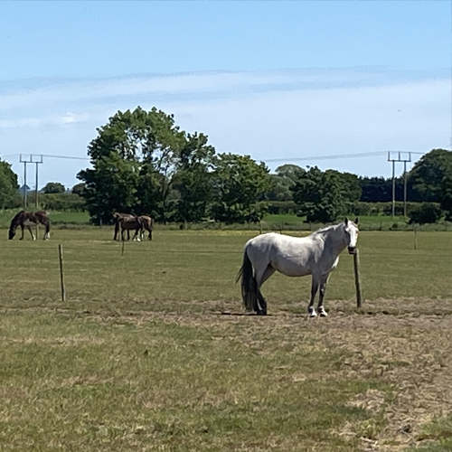 Sutton Forest Shires